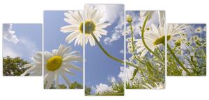 Kép - százszorszép, tavasszal (150x70cm)