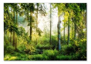 Üvegfotó A reggeli nap erdő
