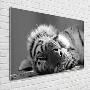 Üvegkép Alvó tigris