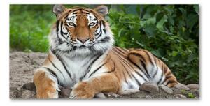 Akrilkép Szibériai tigris