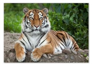 Akrilkép Szibériai tigris