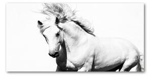Akrilkép Fehér ló