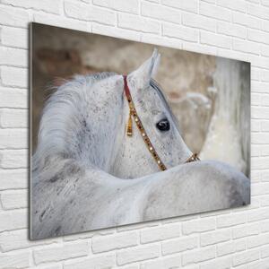 Akrilkép Fehér arab ló