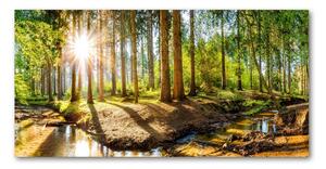 Akril üveg kép Panorama erdő