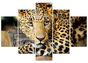 Kép - állatok (150x105cm)