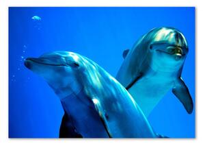 Üvegkép Két delfin