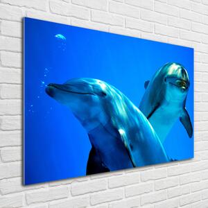 Akrilkép Két delfin