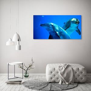Akrilkép Két delfin