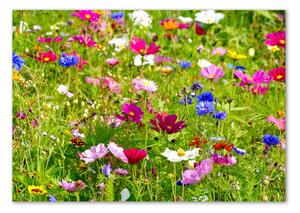 Akrilkép Field virágok