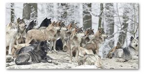 Akrilkép Farkasok télen