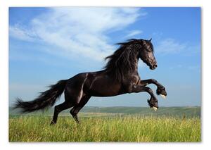 Akrilkép Fekete ló a réten
