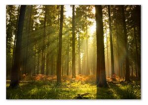 Üvegfotó Forest a nap