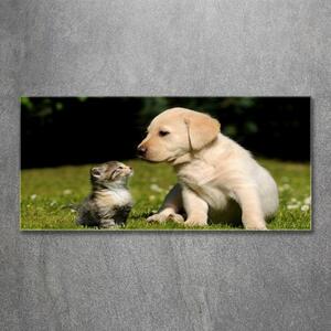 Akrilkép Kutya és macska a réten