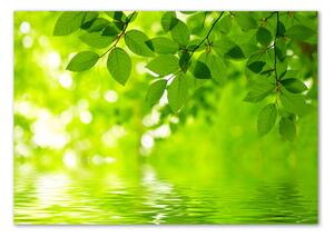 Akrilkép Zöld levelek
