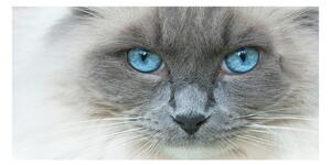 Akrilkép Cat kék szem