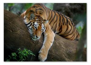 Akrilkép Tiger a fán