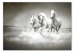 Üvegkép Fehér lovak