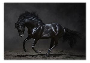 Akrilkép Fekete ló