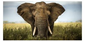 Akrilkép Elefánt a szavannán