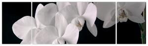 Kép - fehér, orchidea (170x50cm)