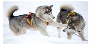Akrilkép Husky tél
