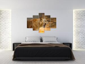 Kép - ordít, oroszlán (150x105cm)