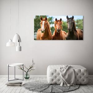 Akrilkép Három lovat