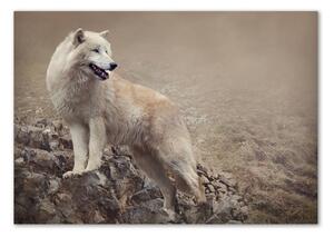 Akrilkép Fehér farkas a rock