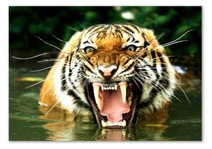 Akrilkép Ordító tigris