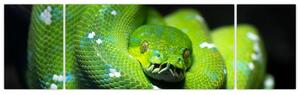 Az állatok képe - kígyó (170x50cm)