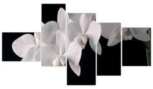 Kép - fehér, orchidea (150x85cm)