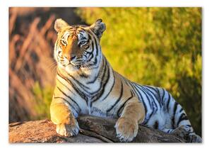 Akrilkép Portré egy tigris