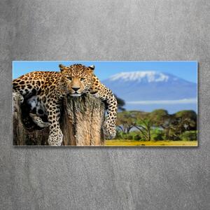 Akrilkép Leopard egy fatönkön
