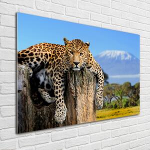 Akrilkép Leopard egy fatönkön