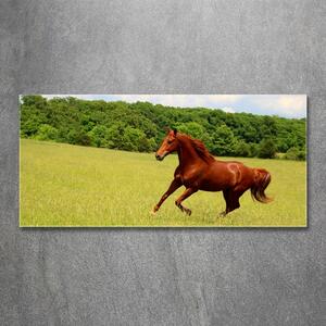 Akrilkép Ló a mezőn
