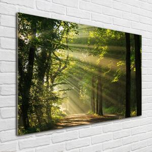 Akril üveg kép Forest a nap