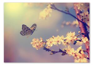 Akrilkép Cseresznyevirág és a pillangó