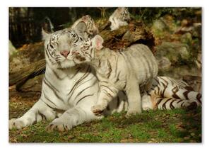 Akrilkép Tigers