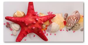 Akrilkép Starfish és kagylók