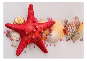 Akrilkép Starfish és kagylók