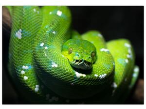 Az állatok képe - kígyó