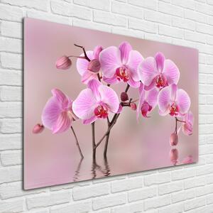 Egyedi üvegkép Rózsaszín orchidea