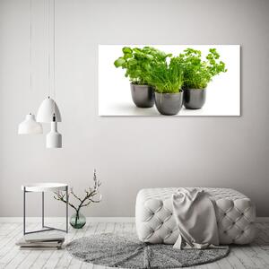 Akril üveg kép Gyógynövények cserépben