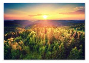 Akril üveg kép Forest naplemente