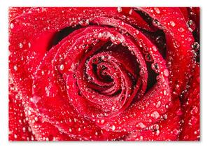 Egyedi üvegkép Vízcseppek egy rózsa