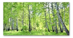 Akrilkép Nyírfa erdő