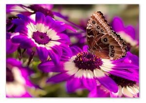 Akrilkép Pillangó a virágon