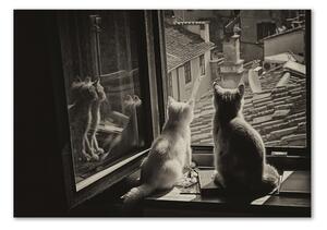 Akrilkép Macskák az ablakban