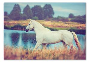Akrilkép White horse-tó