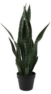Szárított növény (magasság 66 cm) Sansevieria – PT LIVING